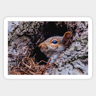 Squirrel At Home Photograph Sticker